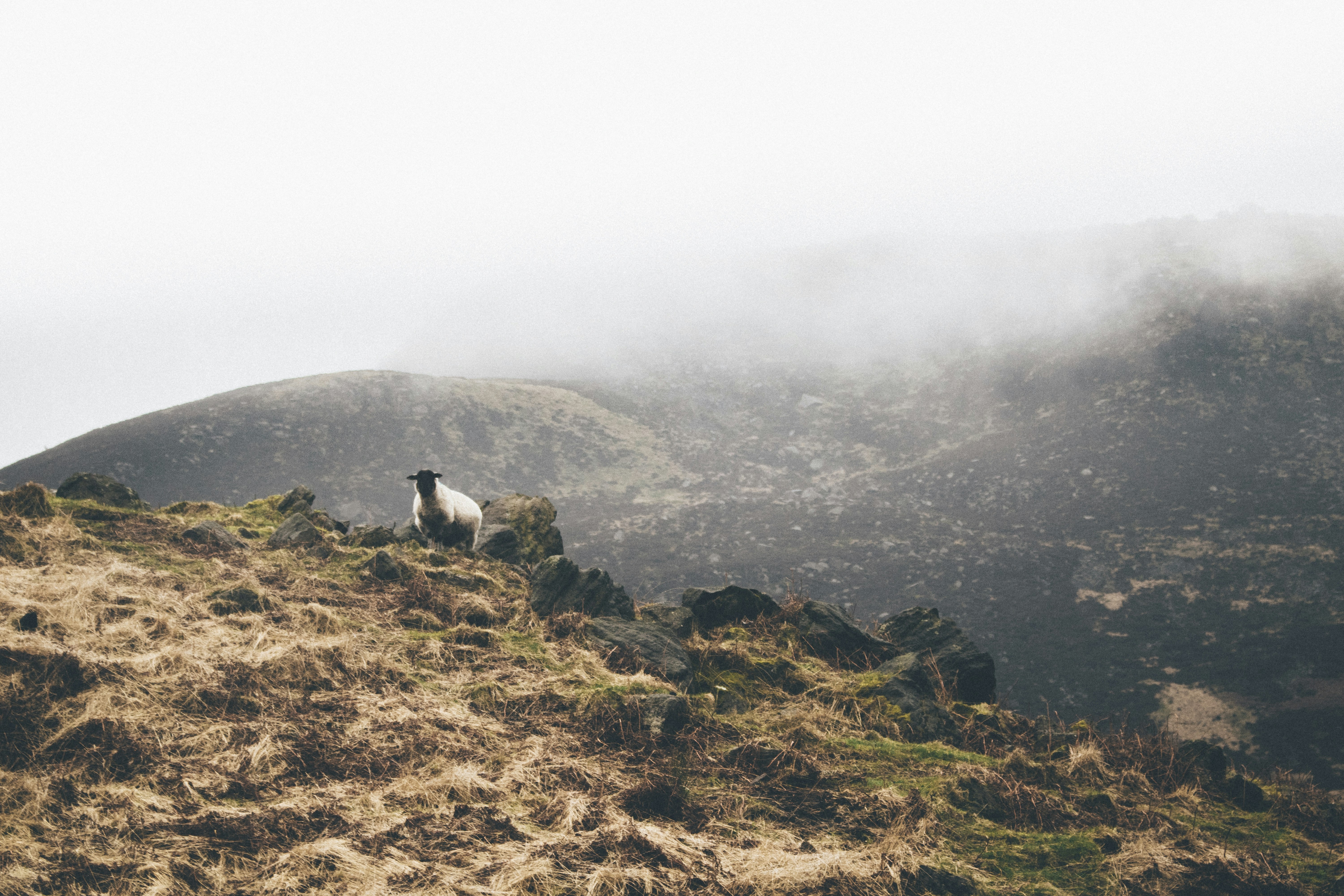 white sheep on hilltop during daytime